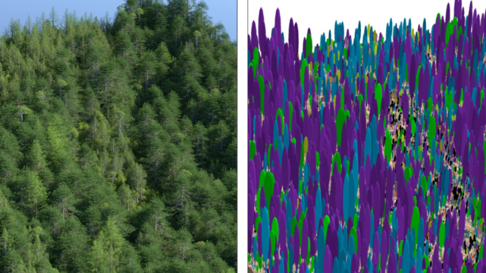 EcoViz: a tool for visual analysis and photorealistic rendering of forest landscape model simulations